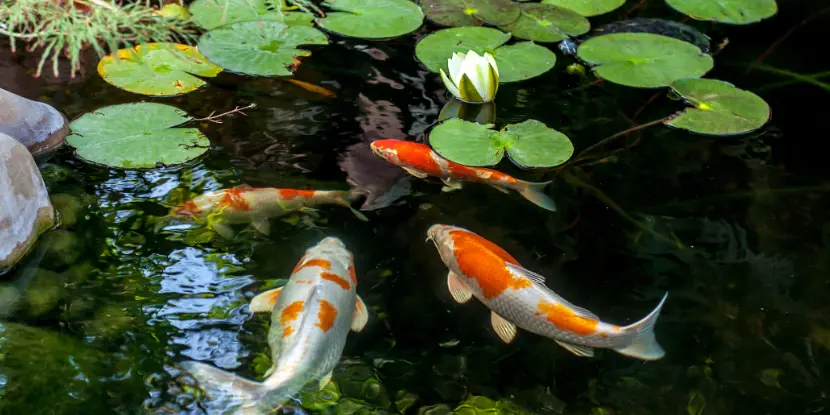 Koi fish in a sheltered fish pond