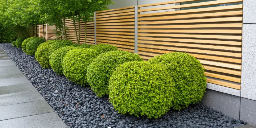 A gravel border with shrubs