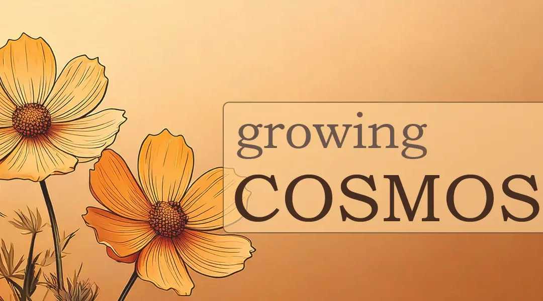 How to Grow Cosmos: A Step-by-Step Planting & Care Guide