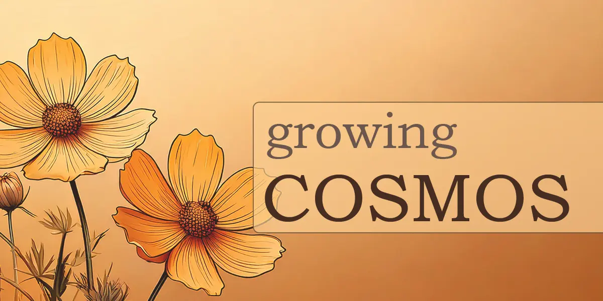 Growing Cosmos