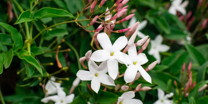 Jasmine officinale blossoms