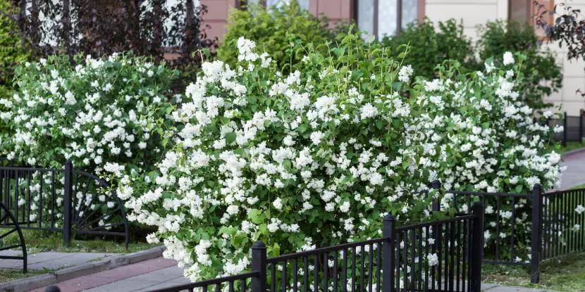 Jasmine bushes in full aromatic bloom