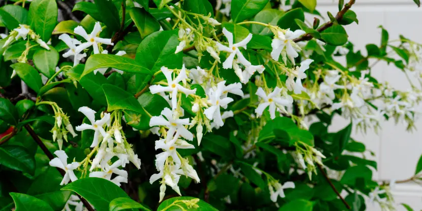 Jasmine trachelospermum blossoms