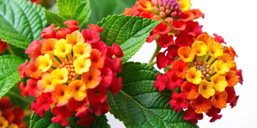 Lantana camera flowers