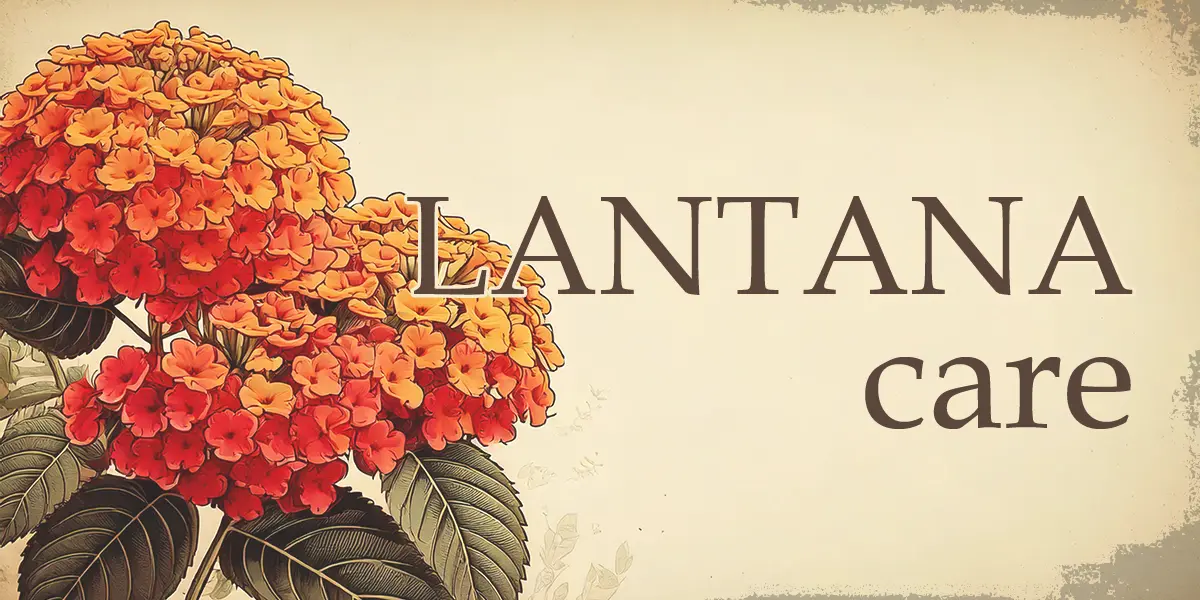 Lantana Care