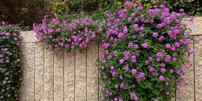 A Lantana montevidensis plant