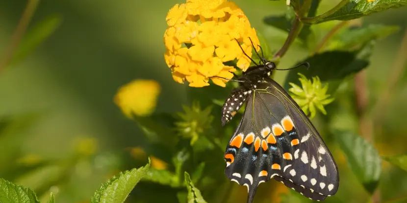 A Black Swallowtail butterfly with Lantana blossoms