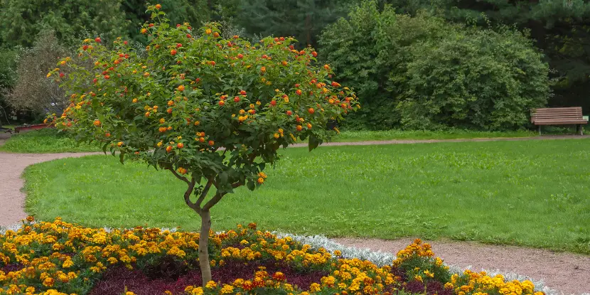 Lantana shrub