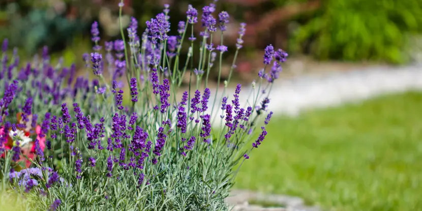 Flowering lavender plants