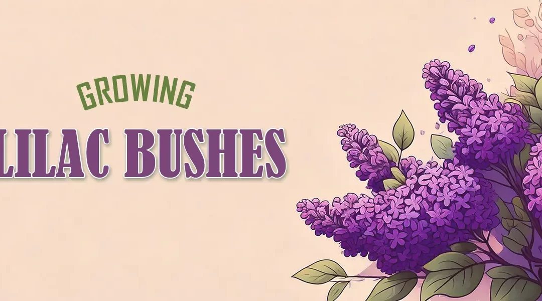 How to Grow Lilac Bushes for Hedges & Landscaping