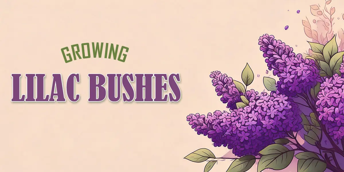 Growing Lilac Bushes