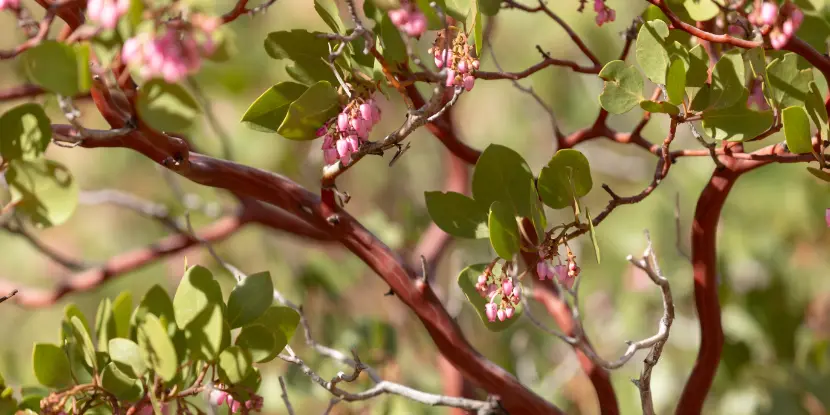 Manzanita bush