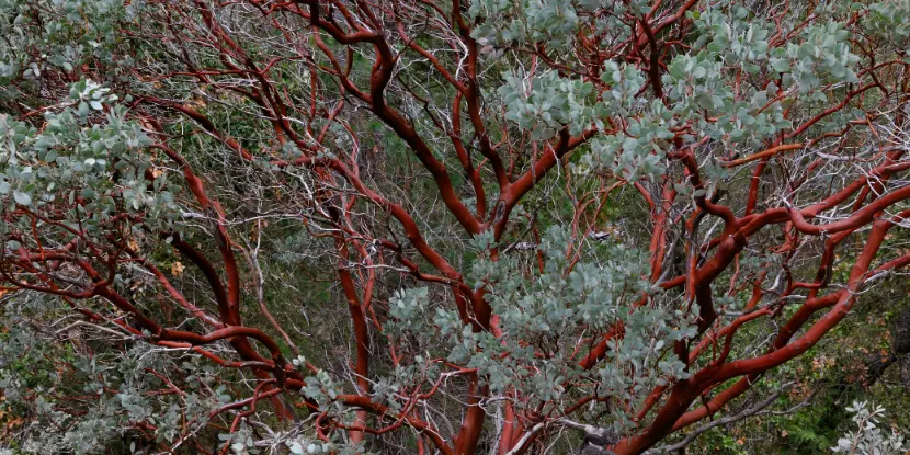 The rich red bark and silvery foliage of a manzanita tree