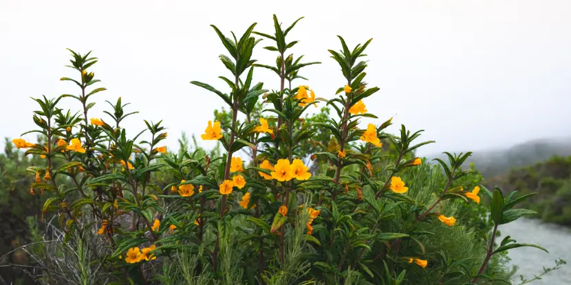 Monkeyflower shrub