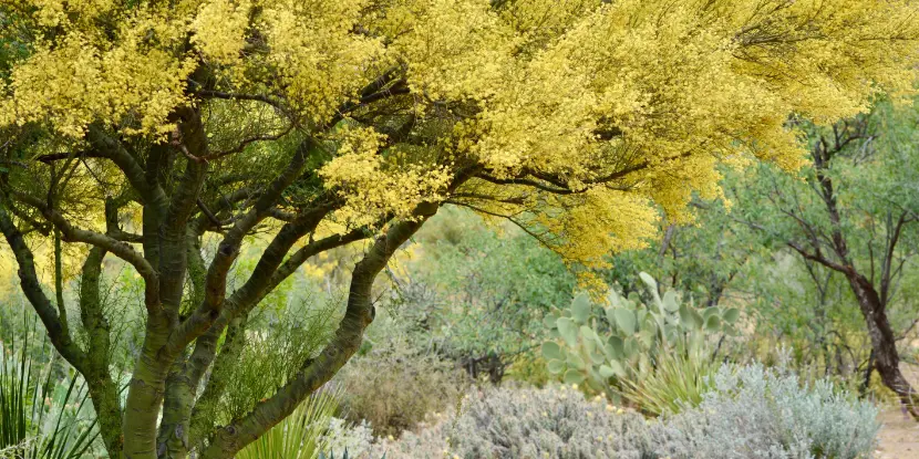 Blooming palo verde tree