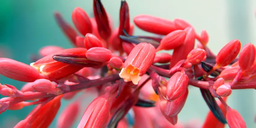 The brilliant crimson flowers of a red yucca plant