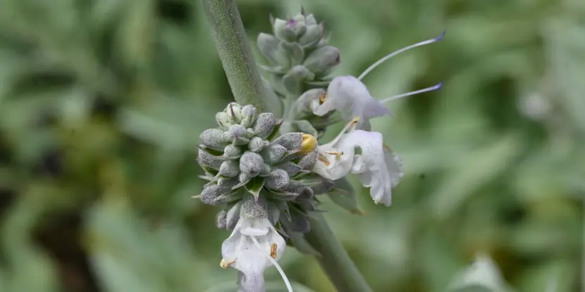 White sage flowers