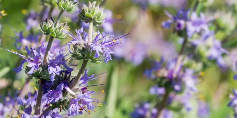 Cleveland sage flowers