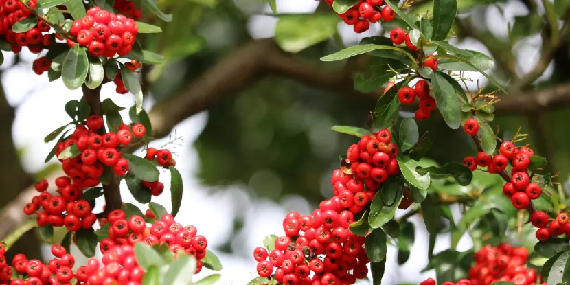 Toyon berries