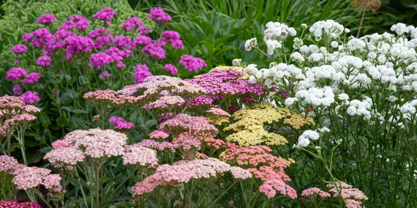 Multicolored yarrow flowers in a garden