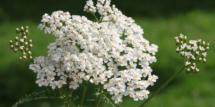 The delicate white flowers of a yarrow plant