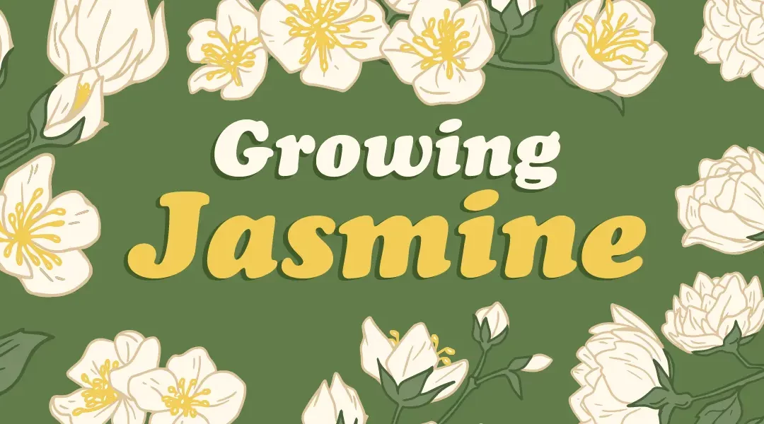 How to Grow Jasmine for a Heavenly-Scented Landscape