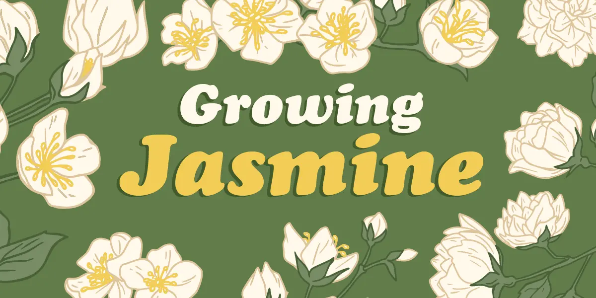 Growing Jasmine