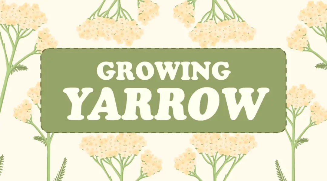 Growing Yarrow in Your Low-Water Garden: Why & How