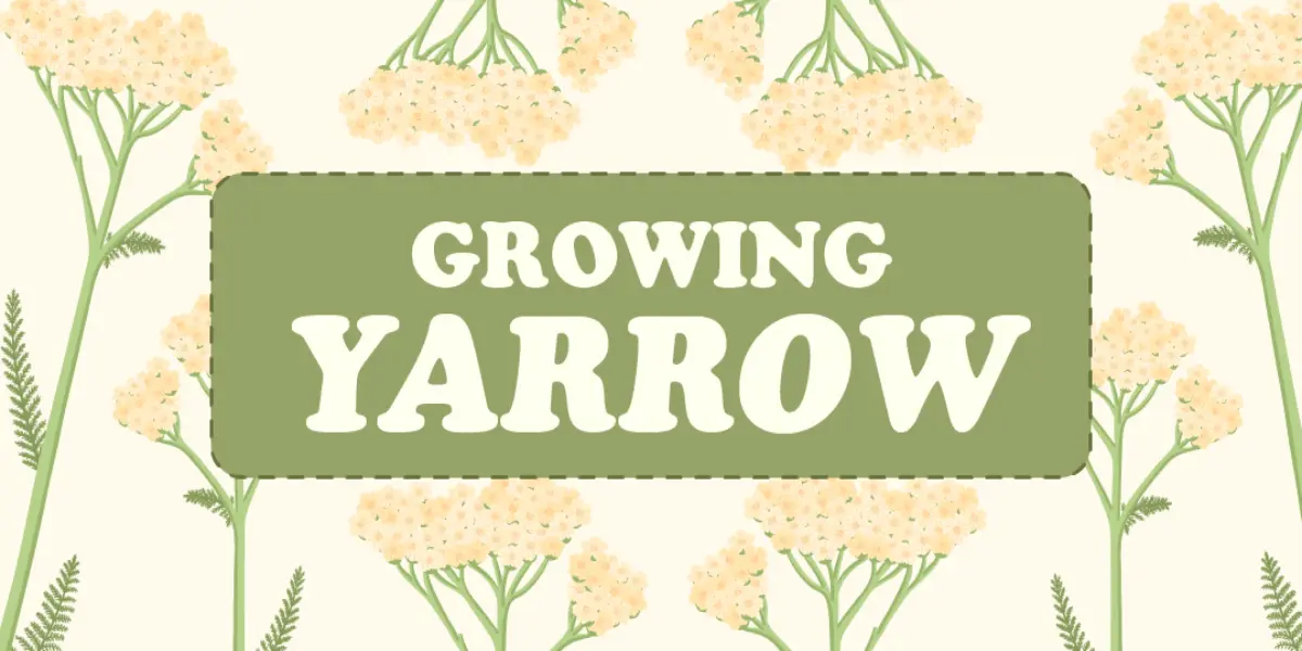 Growing Yarrow