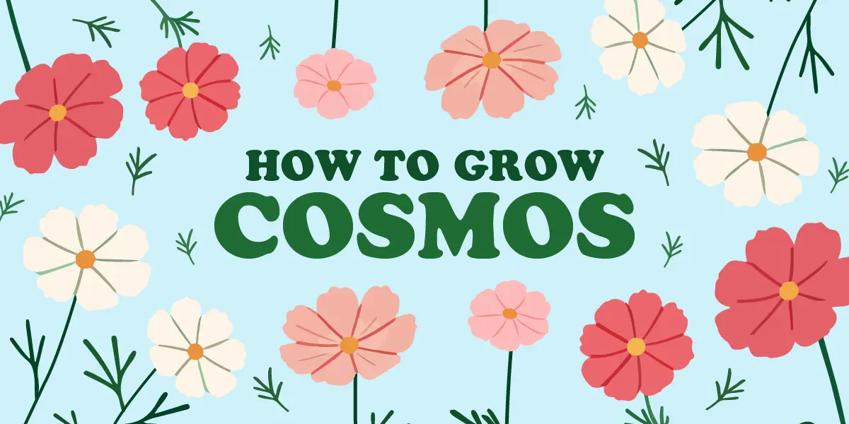 How to Grow Cosmos