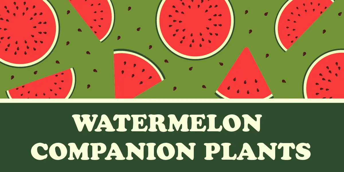 Watermelon Companion Plants