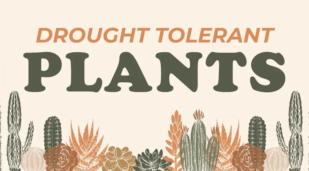 12 Drought-Tolerant Plants for Your Waterwise California Garden