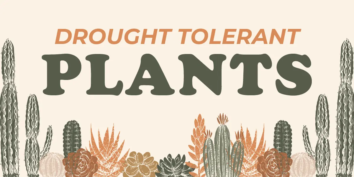 Drought-Tolerant Plants