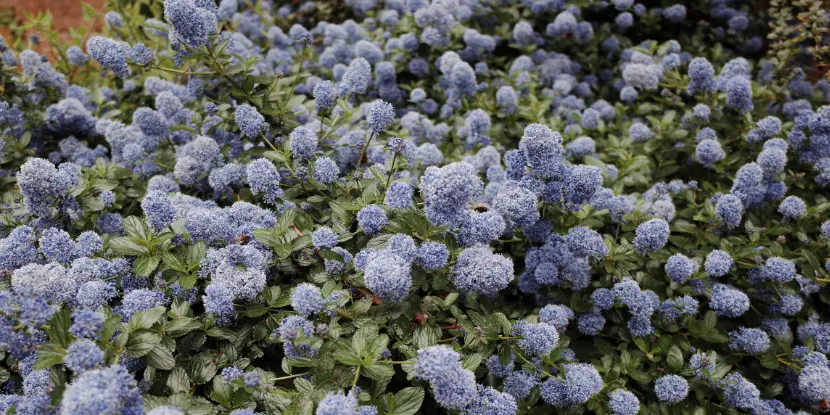 California Lilac blooms