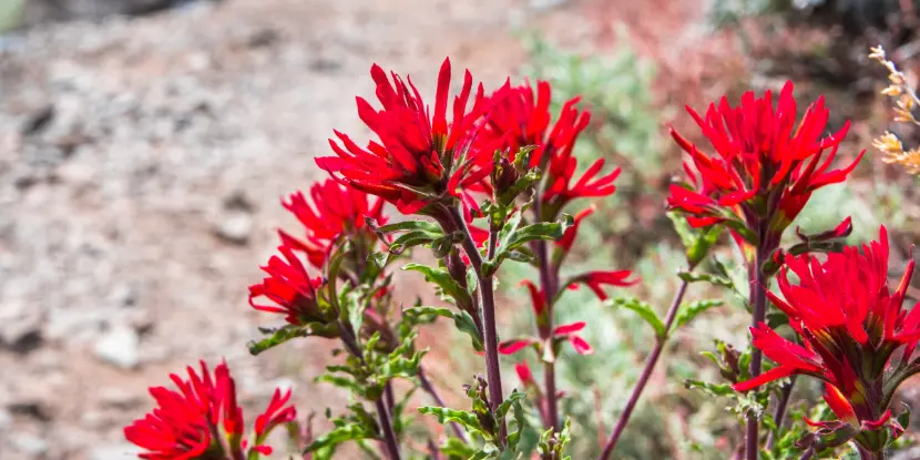 Indian Paintbrush blossoms