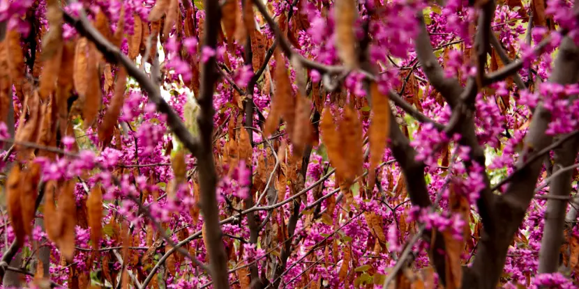 Western Redbud flowers