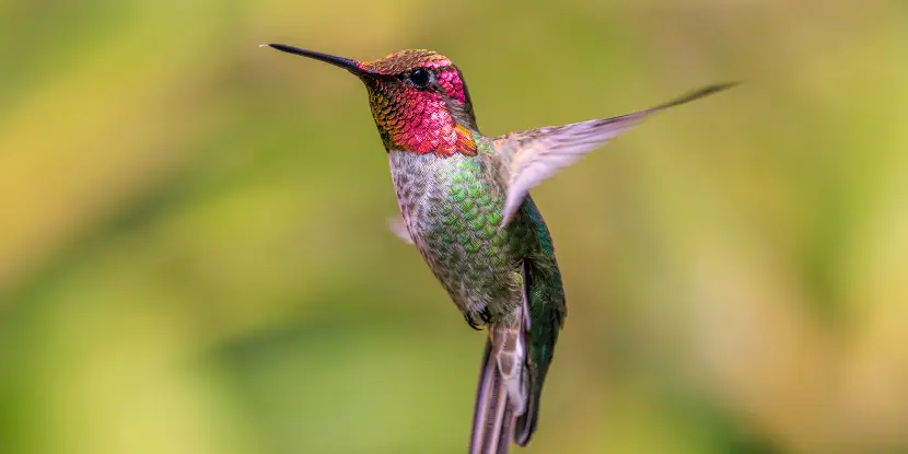 Anna's hummingbird in flight