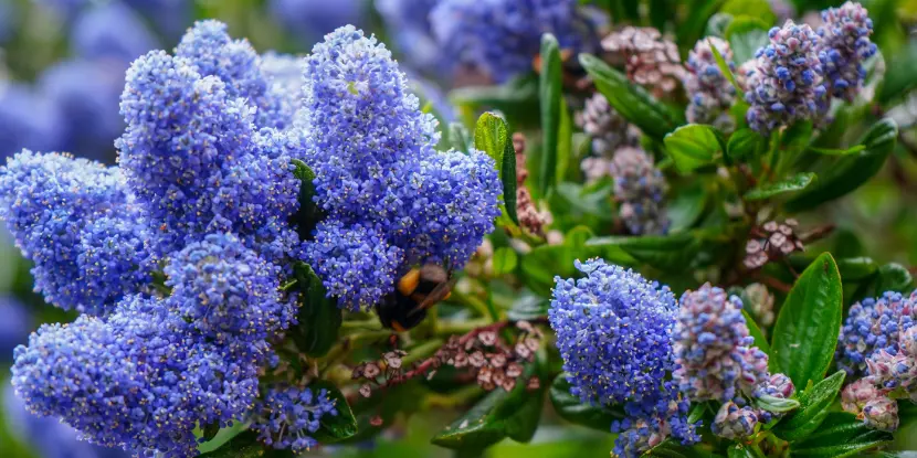 California lilac flower clusters