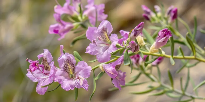 Desert willow flowers