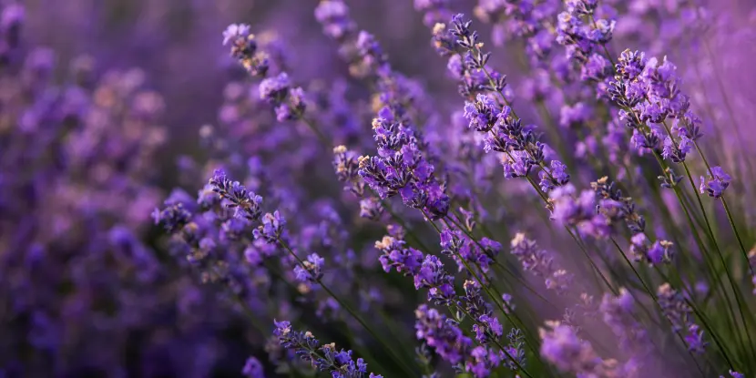 Lavender blossoms