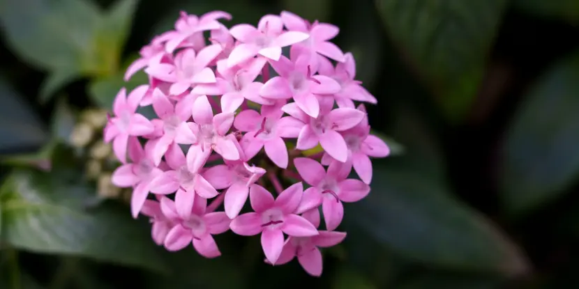 Pentas blooms