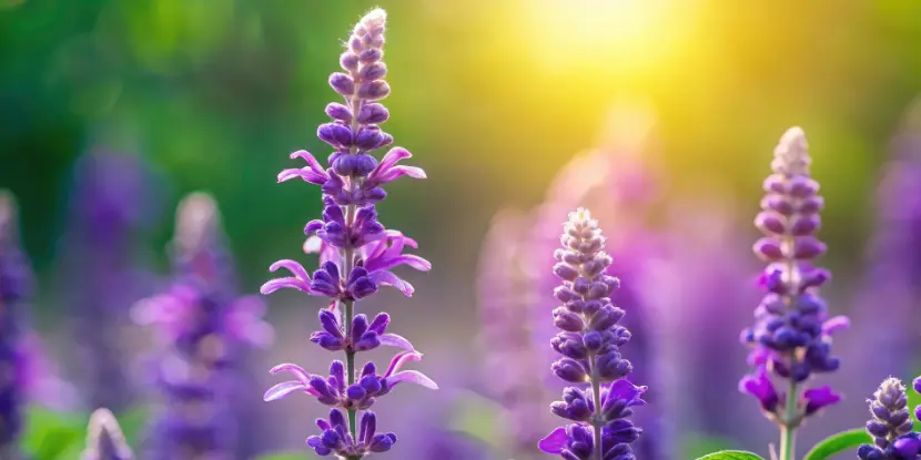 Mexican bush sage blooms