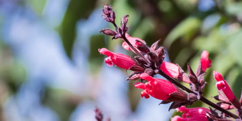 Hummingbird sage flowers