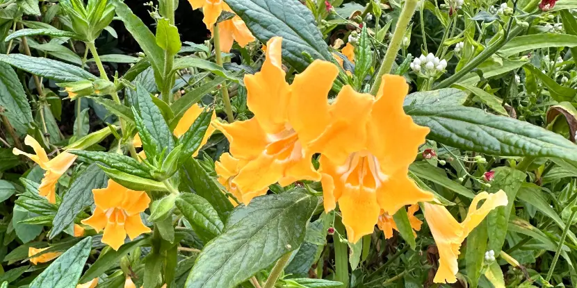 Sticky monkey flowers