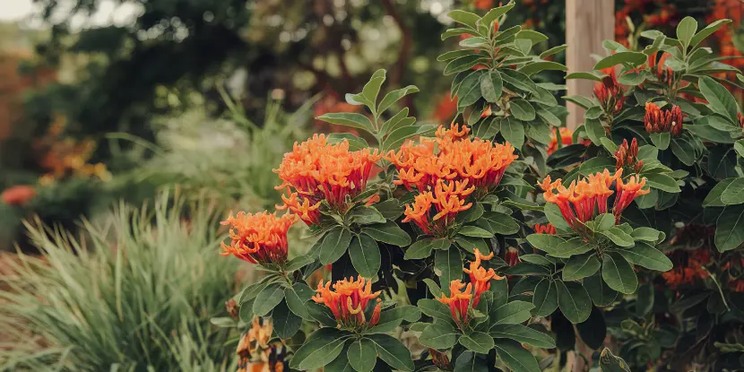 Cape honeysuckle flowers