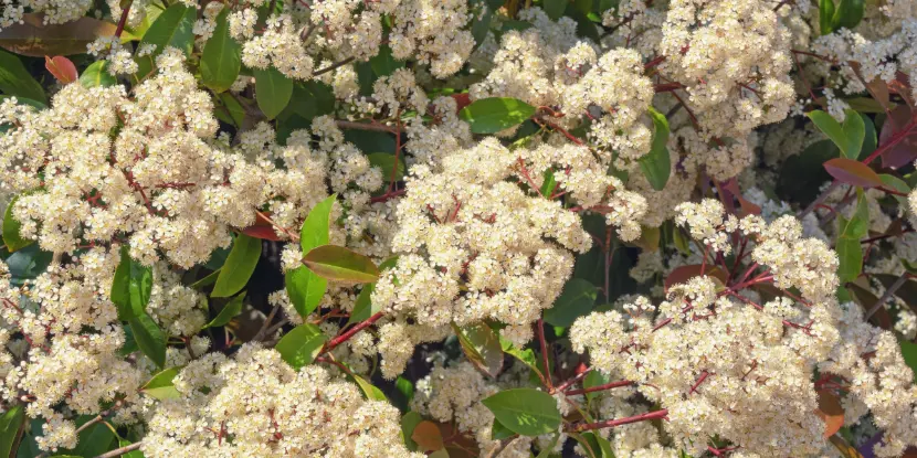 Toyon flowers