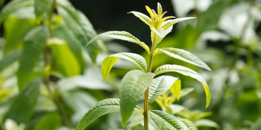 Lemon verbena leaves