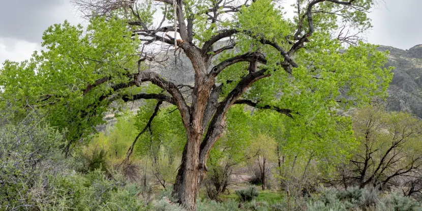 Cottonwood tree in the wild