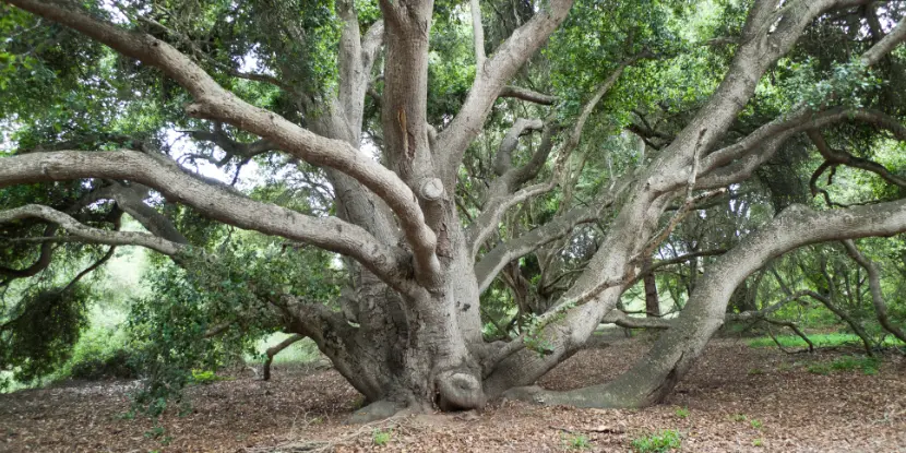 Coast Live Oak tree