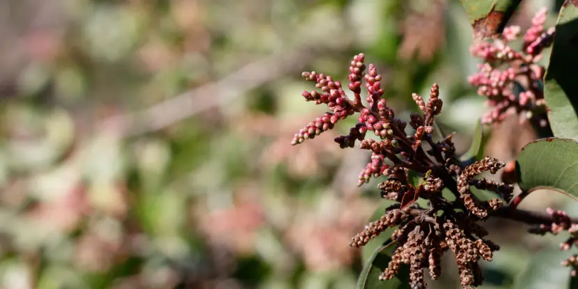 Sugar bush buds